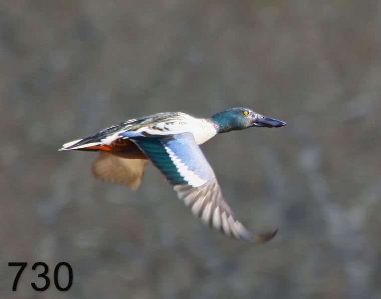 730mallard-northern shovelers 1-1-17-862x14ll.jpg