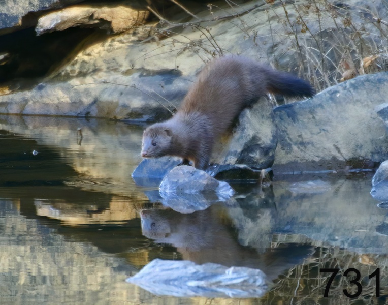 731mink 11-22-17-015x14l.jpg