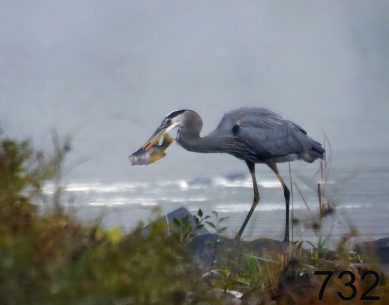 732great blue heron 10-23-17-017x14l.jpg