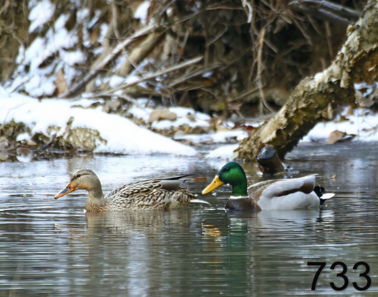 733mallards 1-9-17-738x14l.jpg