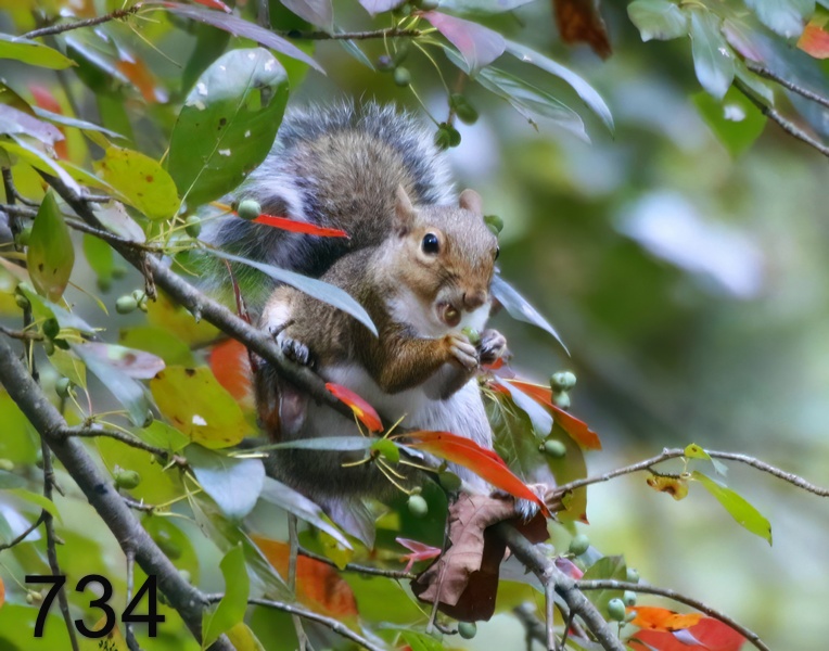 734gray squirrel 9-12-17-260x14l.jpg