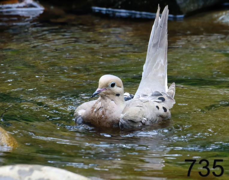 735mourning dove 8-2-17-825x14l.jpg