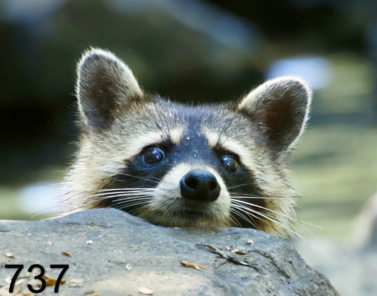 737raccoon 7-22-17-577x14l.jpg