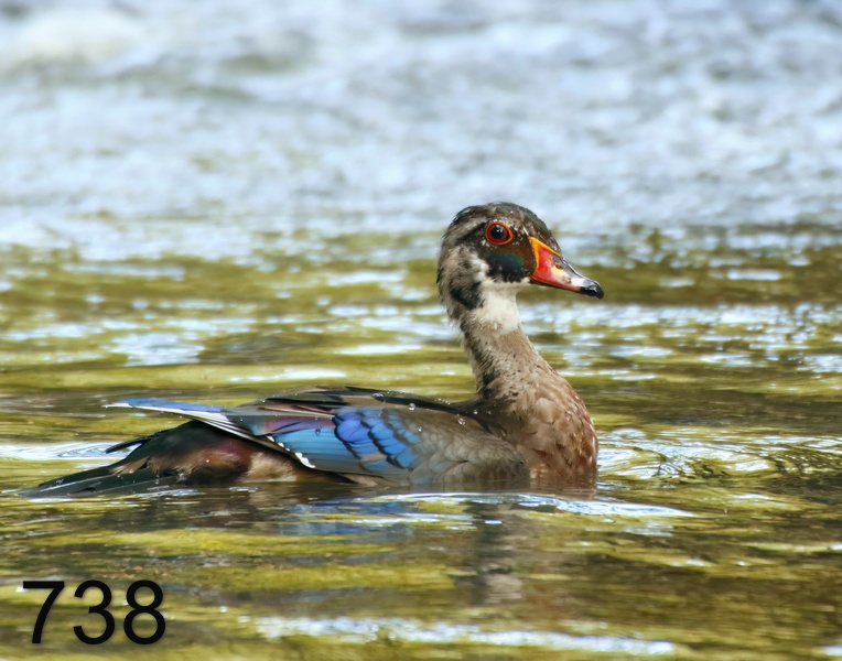 738wood duck 8-30-17-583x14l.jpg
