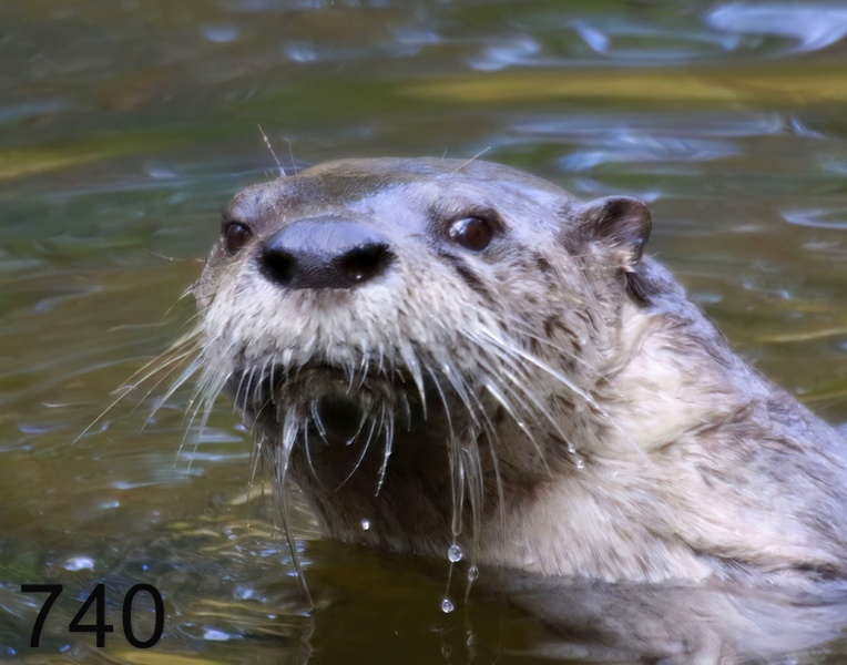 740river otter 11-9-17-194x14l.jpg