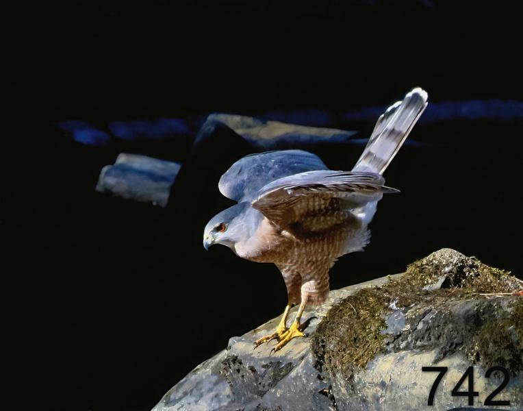 742sharp-shinned hawk 10-8-17-841x14l.jpg