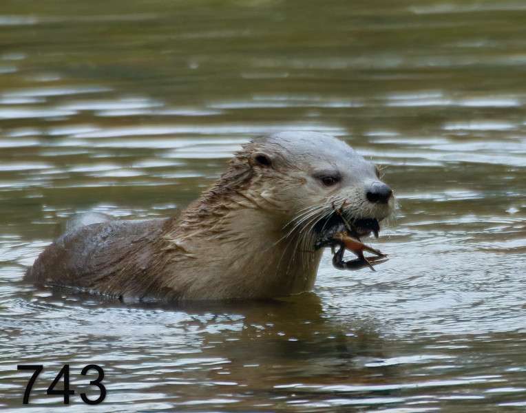 743river otter 12-20-17-773x14l.jpg