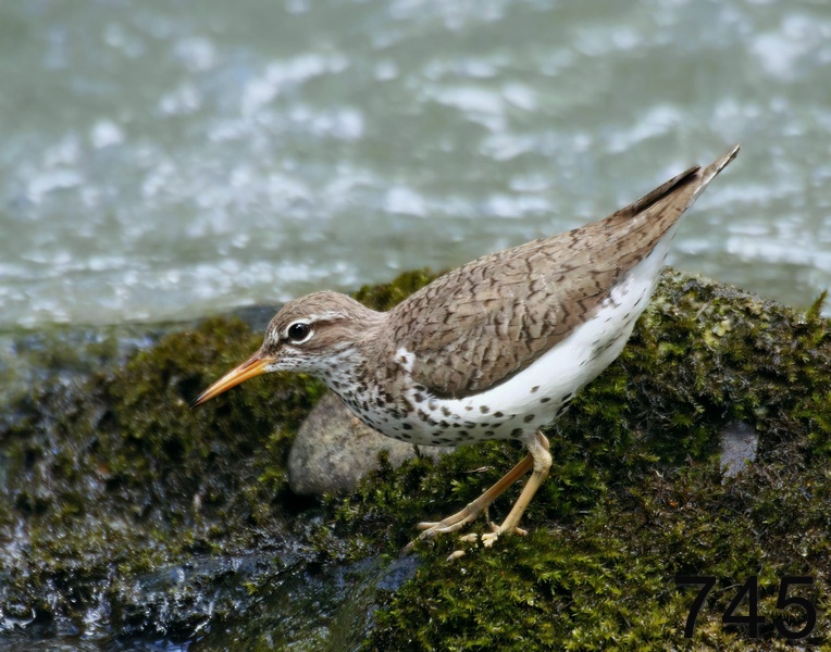 745spotted sandpiper 5-23-17-370x14l.jpg