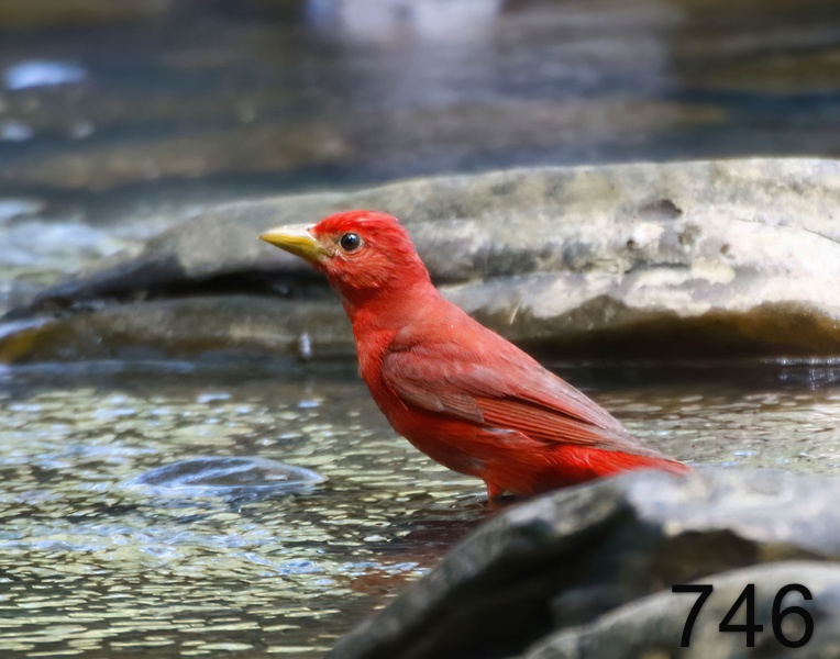 746summer tanager 7-10-17-317x14l.jpg