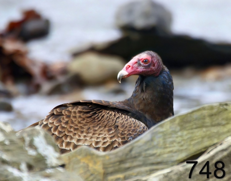 748turkey vulture 1-17-17-977x14l.jpg