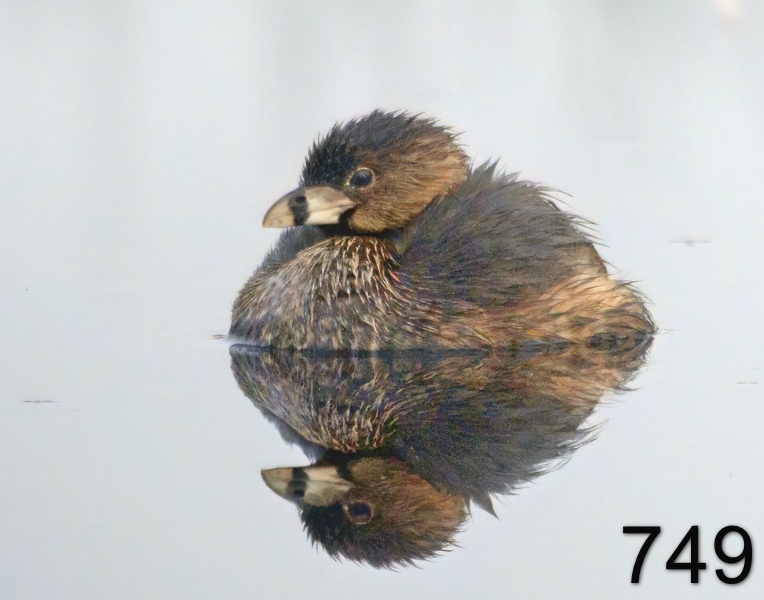 749pied-billed grebe 3-28-17-815x14l.jpg