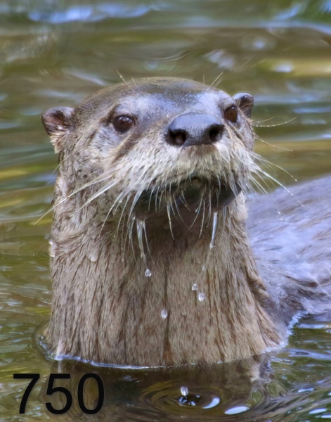 750river otter 11-9-17-197x14lt.jpg