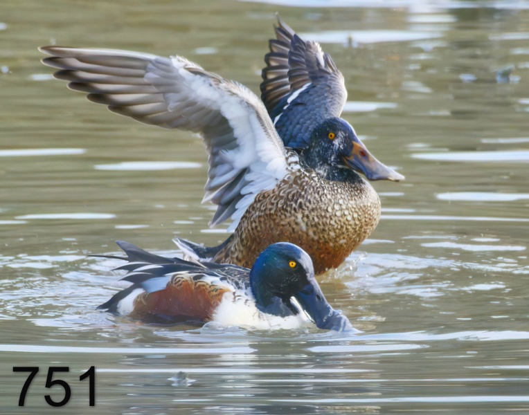 751northern shovelers 1-1-17-726x14l.jpg