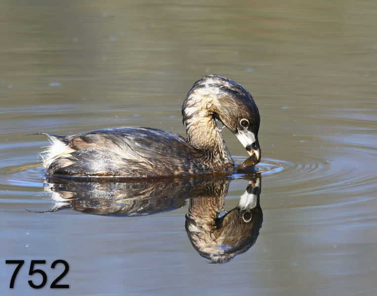 752pied-billed grebe 3-28-17-254x14l.jpg