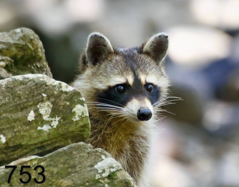 753raccoon 7-26-17-557x14l.jpg