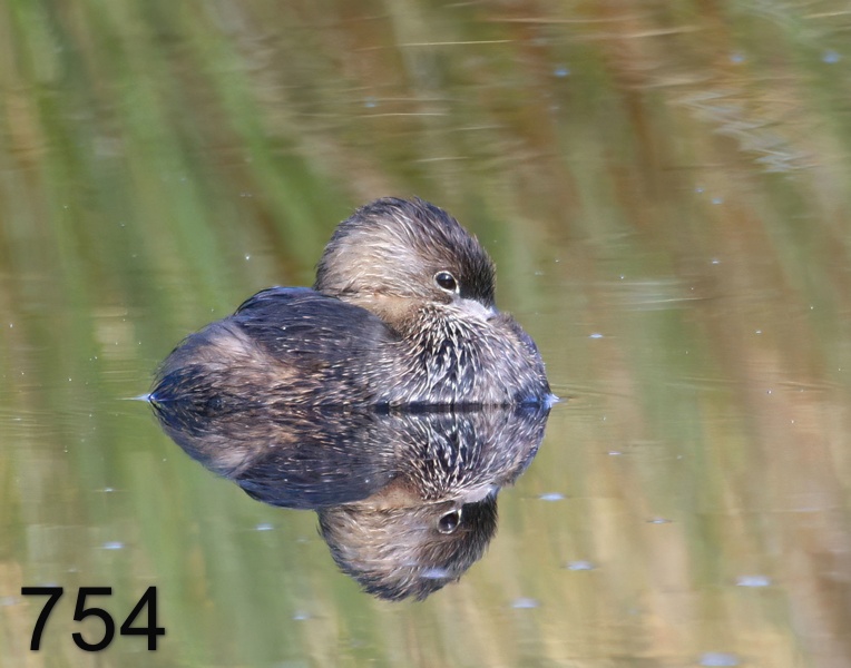 754pied-billed grebe 3-28-17-806x14l.jpg