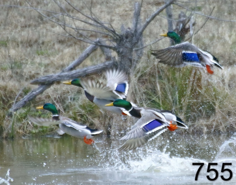 755mallards 12-28-17-795x14l.jpg