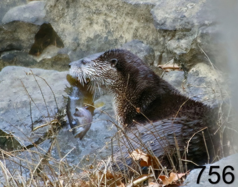 756river otter 12-5-17-268x14l.jpg