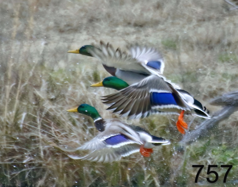 757mallards 12-28-17-797x14l.jpg