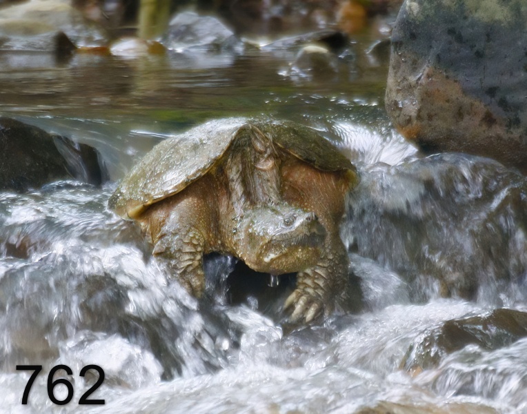 762eastern snapper 5-19-17-934x14l.jpg