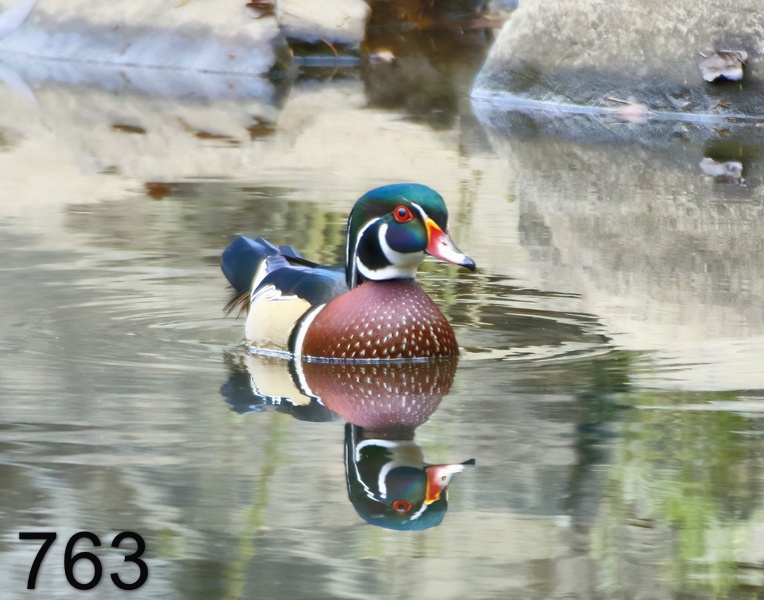 763wood duck 10-1-17-034x14l.jpg