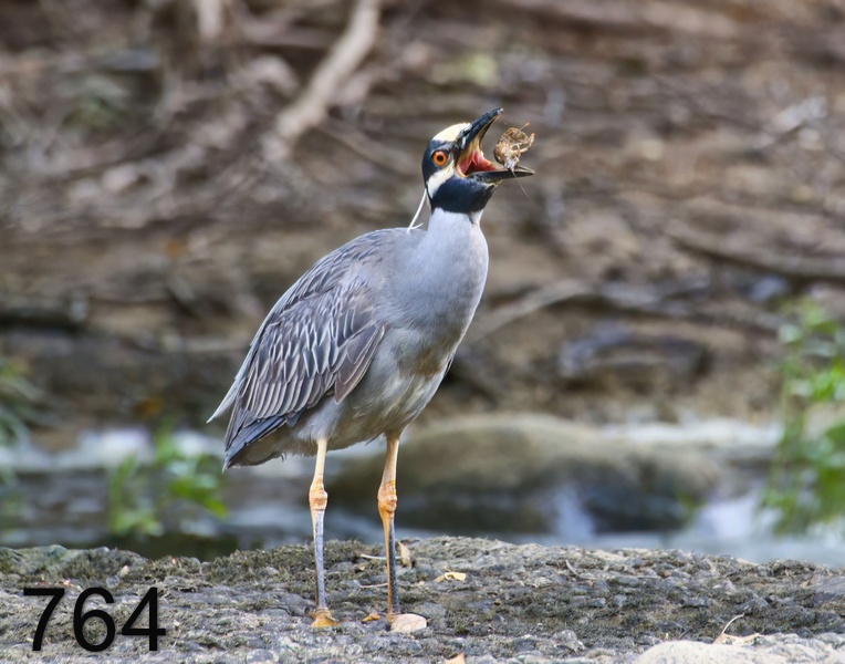 764yellow-crowned night heron 5-10-17-154x14l.jpg