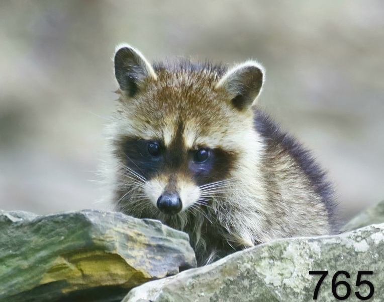 765raccoon 8-1-17-015x14l.jpg