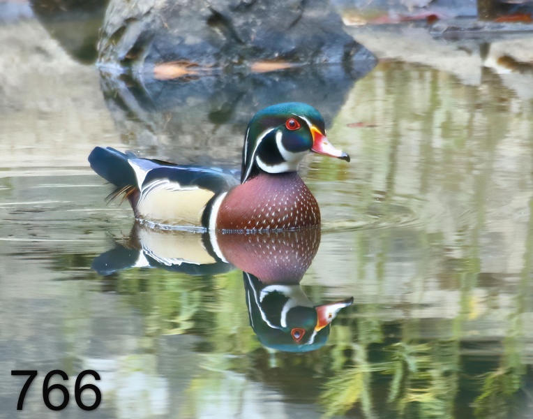 766wood duck 10-1-17-042x14l.jpg