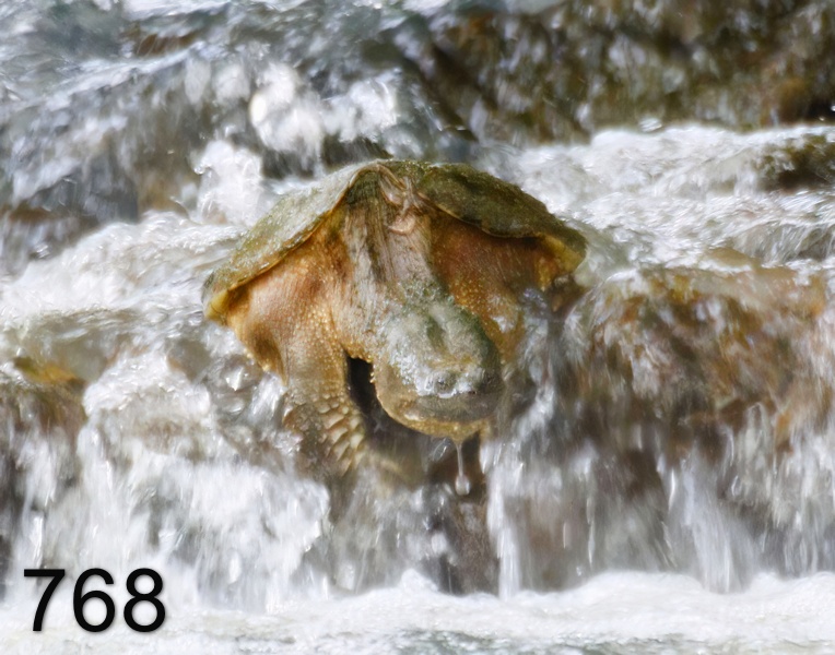 768eastern snapper 5-19-17-964x14l.jpg
