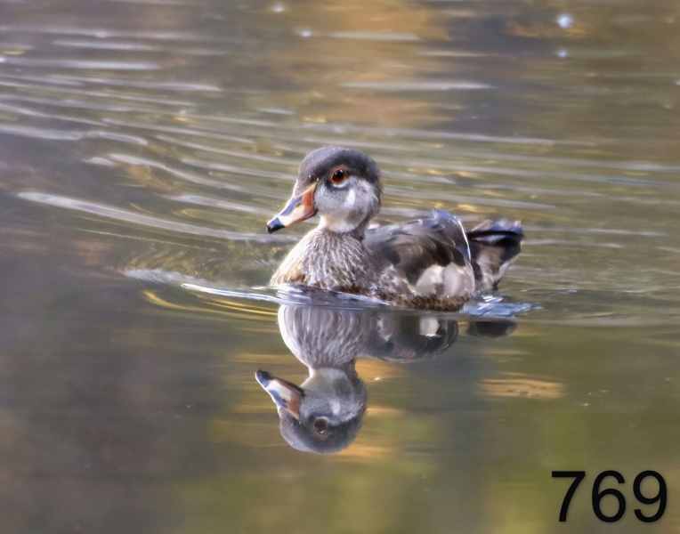 769wood duck 10-17-17-913x14l.jpg