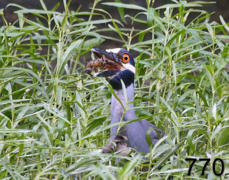 770yellow-crowned night heron 5-10-17-274x14l.jpg
