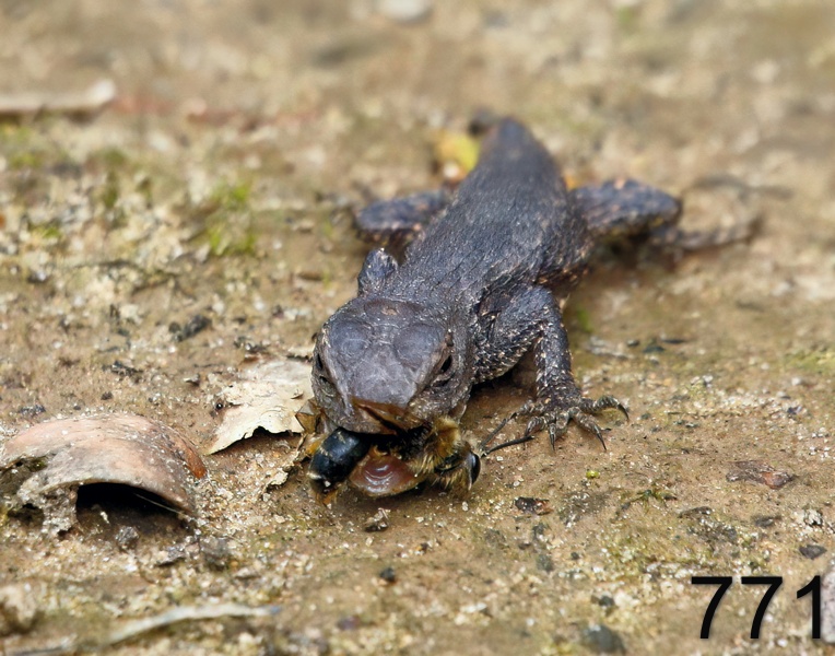 771northern fence lizard 2-27-17-330x14l.jpg