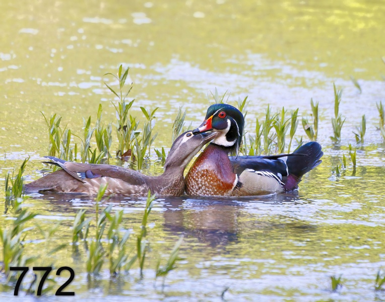 772wood ducks 5-7-17-556x14l.jpg
