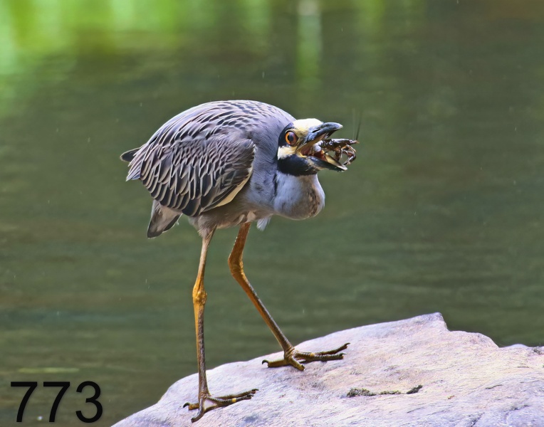 773yellow-crowned night heron 6-22-17-086x14l.jpg