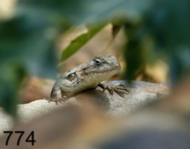 774northern fence lizard 4-27-17-167x14l.jpg