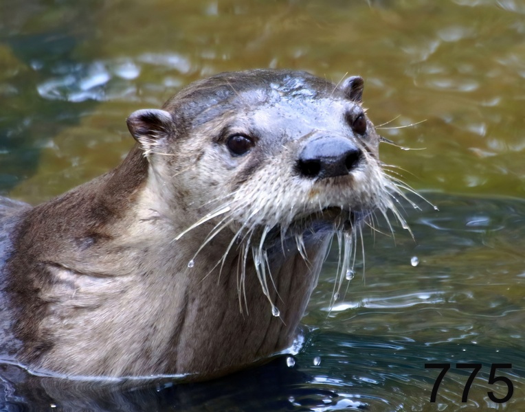 775river otter 12-5-17-470x14l.jpg