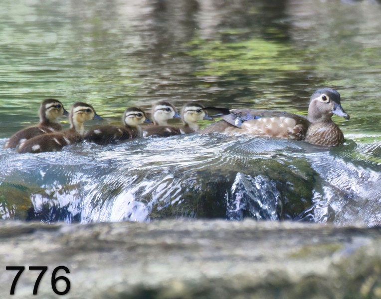 776wood ducks 5-19-17-425x14l.jpg