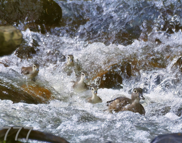 777wood ducks 5-19-17-439x14l.jpg
