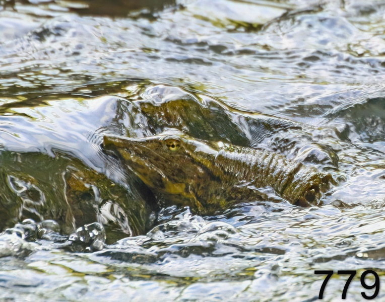 779spiny softshell 6-2-17-217x14l.jpg