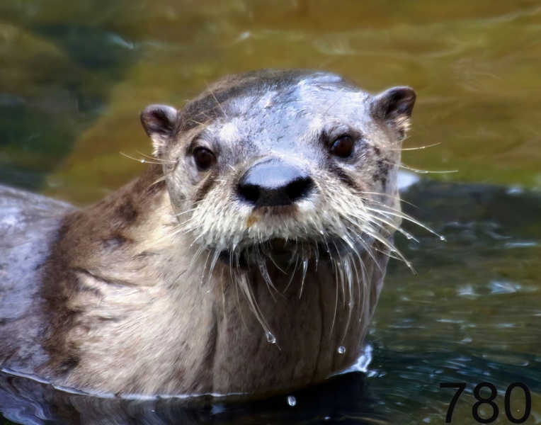 780river otter 12-5-17-473x14l.jpg