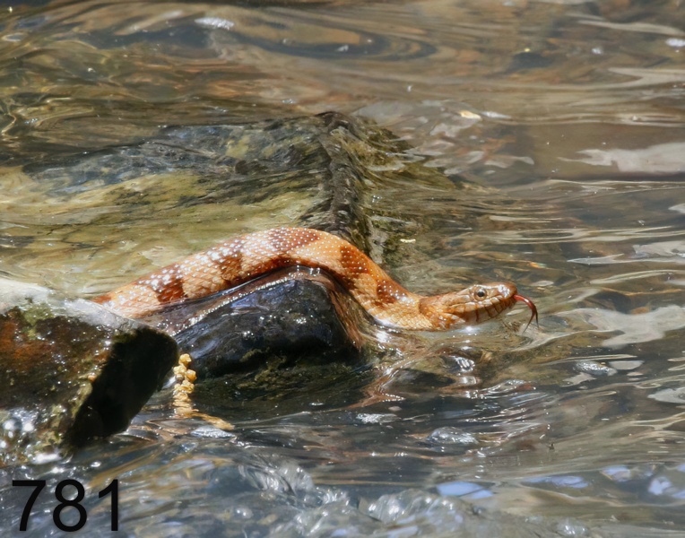 781northern watersnake 4-25-17-712x14l.jpg