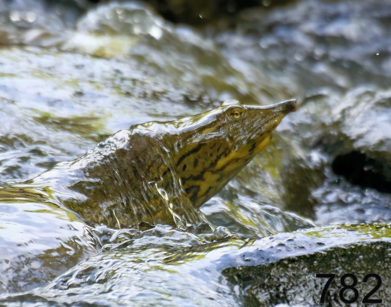 782spiny softshell 6-2-17-198x14l.jpg