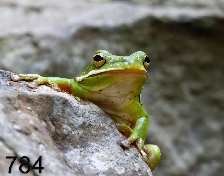 784green treefrog 9-27-17-262x14l.jpg