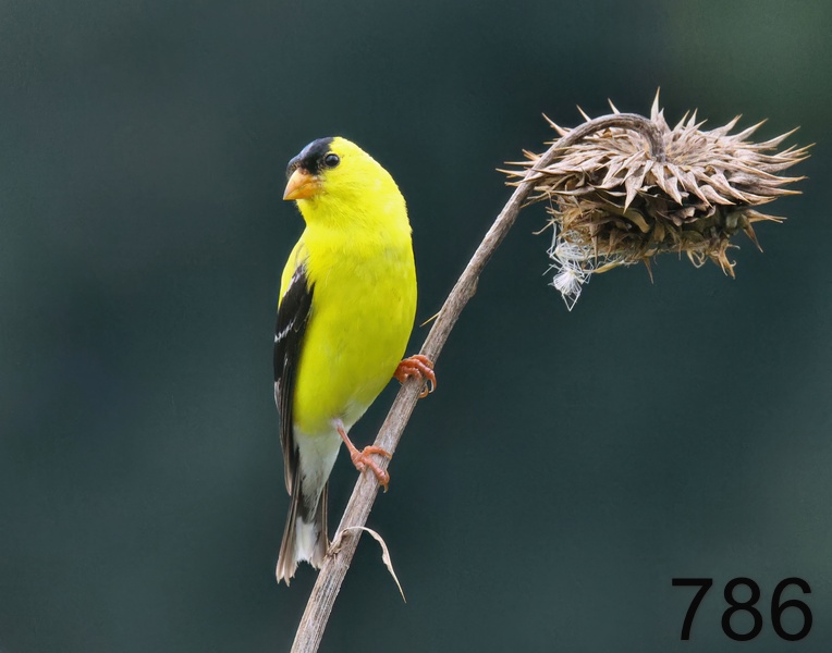 786american goldfinch 7-13-23-947x14l.jpg