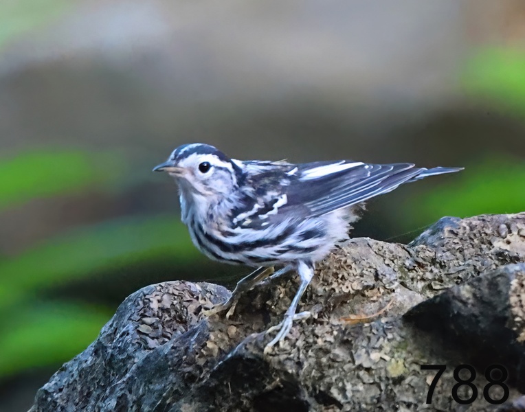 788black and white warbler 7-20-23-022x14l.jpg