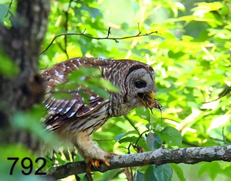792barred owl 6-15-23-456x14l.jpg