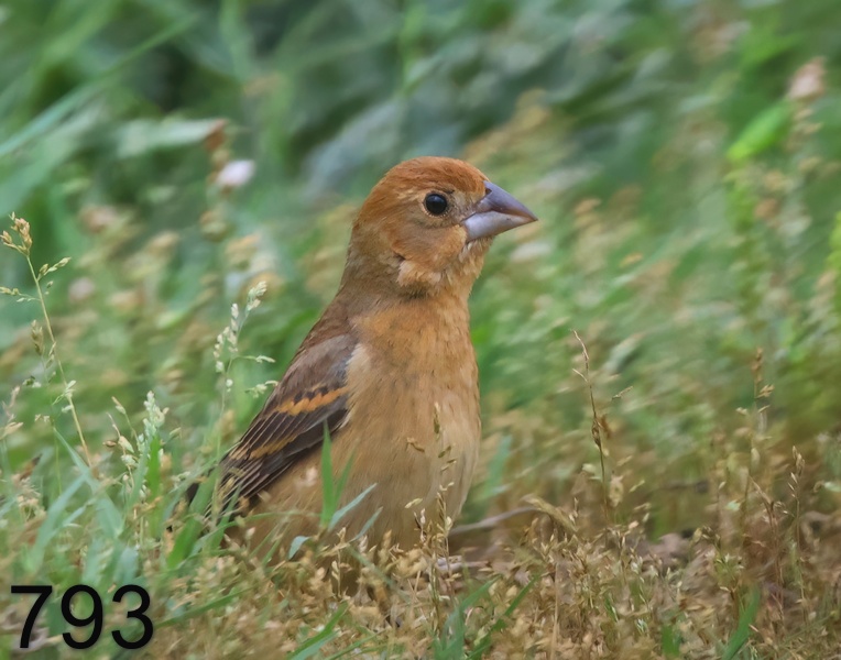 793blue grosbeak 5-17-23-093x14l.jpg