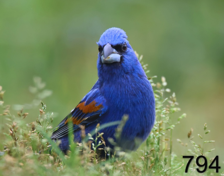 794blue grosbeak 5-17-23-838x14l.jpg