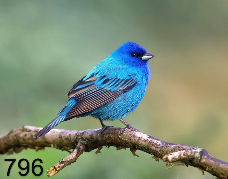 796indigo bunting 5-18-23-276x14l.jpg