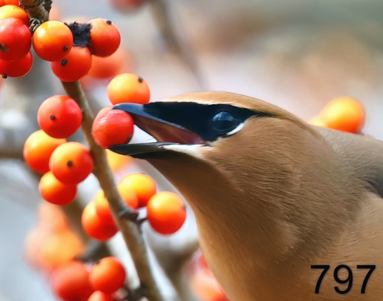 797cedar waxwing 3-12--23-620x14ll.jpg